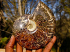 Polished Whole "Jigsaw" Cleoniceras Ammonite Fossils x 2 From Tulear, Madagascar - Toprock Gemstones and Minerals 