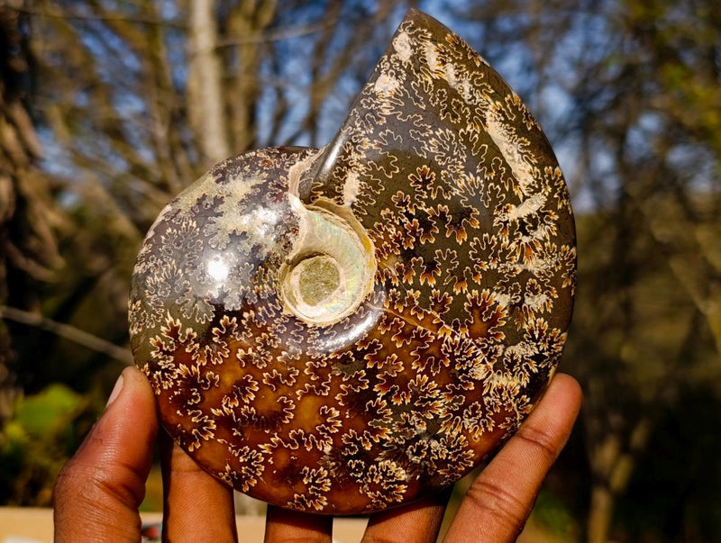 Polished Whole "Jigsaw" Cleoniceras Ammonite Fossils x 2 From Tulear, Madagascar - Toprock Gemstones and Minerals 