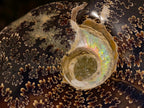 Polished Whole "Jigsaw" Cleoniceras Ammonite Fossils x 2 From Tulear, Madagascar - Toprock Gemstones and Minerals 