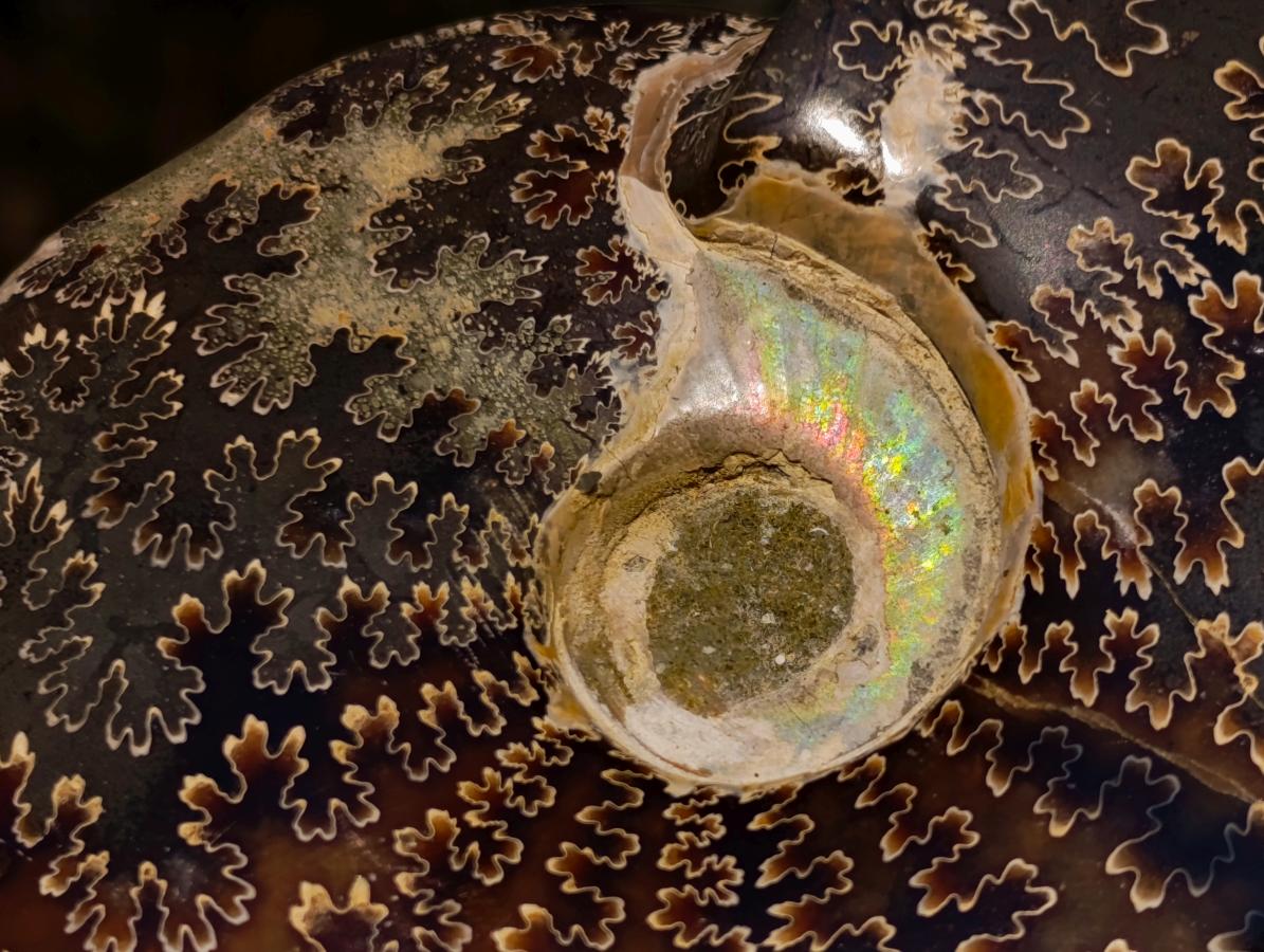 Polished Whole "Jigsaw" Cleoniceras Ammonite Fossils x 2 From Tulear, Madagascar - Toprock Gemstones and Minerals 