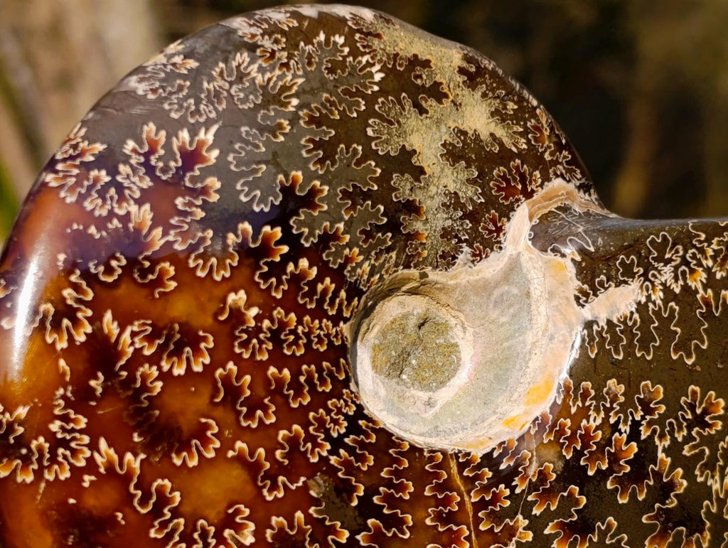 Polished Whole "Jigsaw" Cleoniceras Ammonite Fossils x 2 From Tulear, Madagascar - Toprock Gemstones and Minerals 