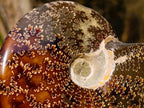 Polished Whole "Jigsaw" Cleoniceras Ammonite Fossils x 2 From Tulear, Madagascar - Toprock Gemstones and Minerals 