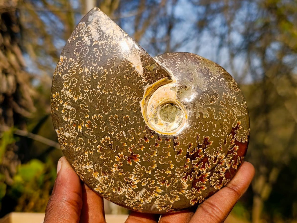 Polished Whole "Jigsaw" Cleoniceras Ammonite Fossils x 2 From Tulear, Madagascar - Toprock Gemstones and Minerals 