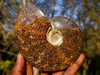 Polished Whole "Jigsaw" Cleoniceras Ammonite Fossils x 2 From Tulear, Madagascar - Toprock Gemstones and Minerals 