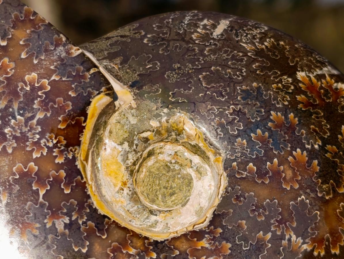 Polished Whole "Jigsaw" Cleoniceras Ammonite Fossils x 2 From Tulear, Madagascar - Toprock Gemstones and Minerals 