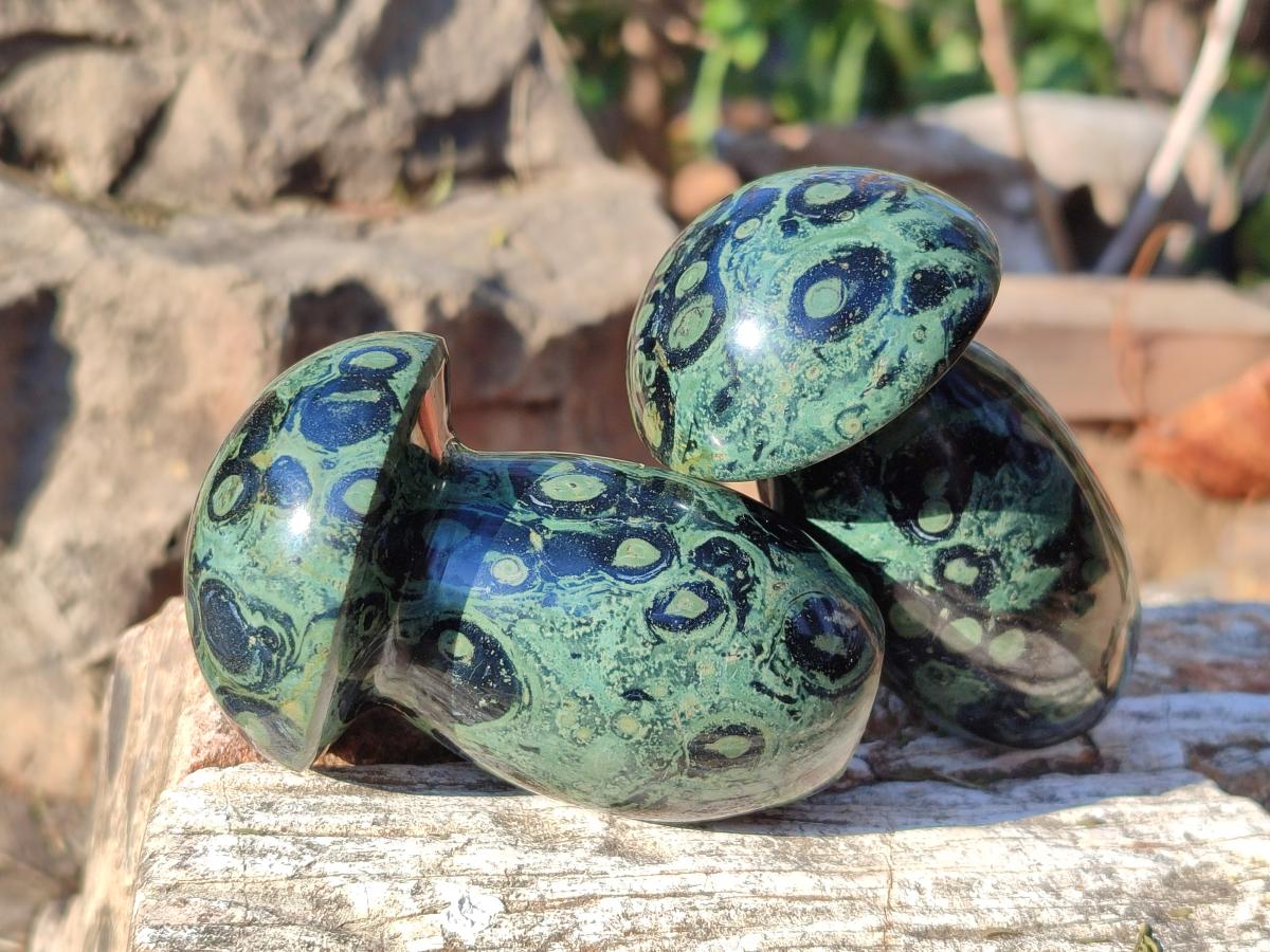 Polished Stromatolite "Kambamba Jasper" Mushrooms x 6 From Katsepy, Madagascar - Toprock Gemstones and Minerals 