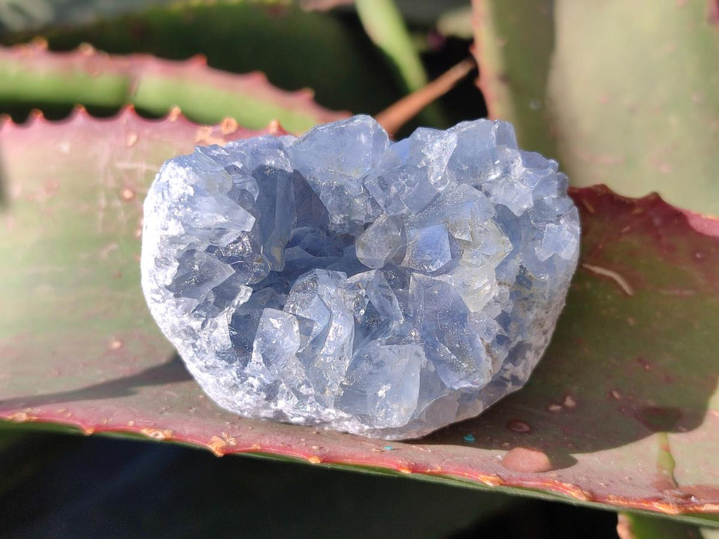 Natural Mini Blue Celestite Specimens x 48 From Sakoany, Madagascar - Toprock Gemstones and Minerals 