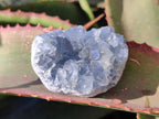 Natural Mini Blue Celestite Specimens x 48 From Sakoany, Madagascar - Toprock Gemstones and Minerals 