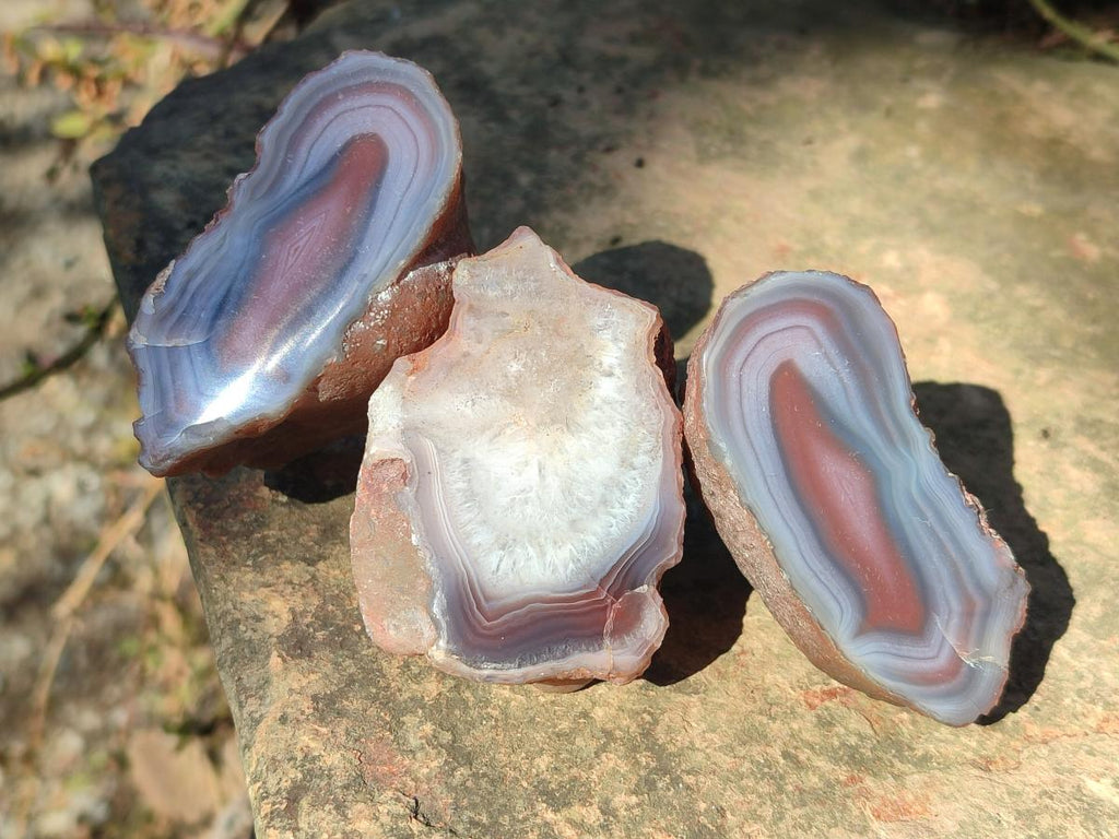 Polished One Side Red Shashe River Agate Nodules x 12 From Shashe River, Zimbabwe - Toprock Gemstones and Minerals 