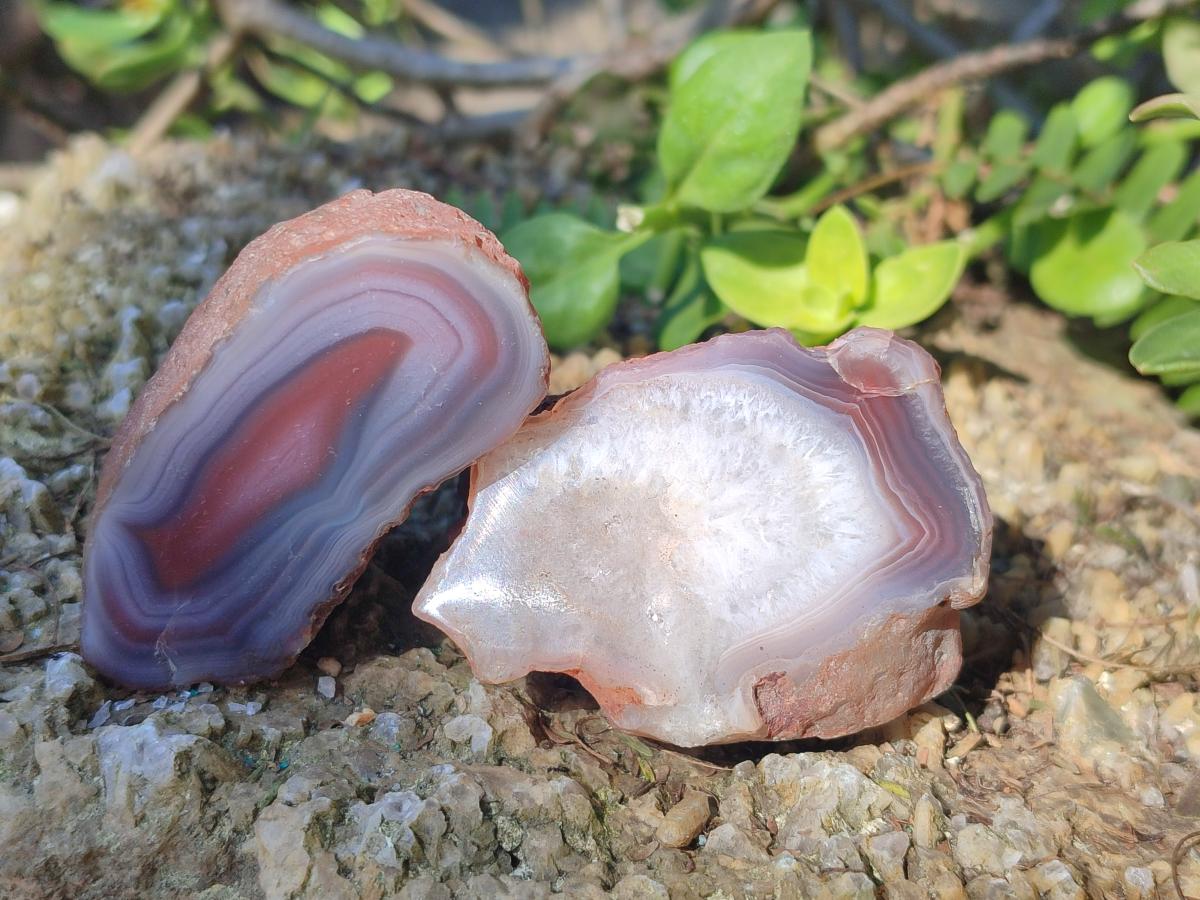 Polished One Side Red Shashe River Agate Nodules x 12 From Shashe River, Zimbabwe - Toprock Gemstones and Minerals 