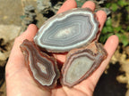 Polished One Side Red Shashe River Agate Nodules x 12 From Shashe River, Zimbabwe - Toprock Gemstones and Minerals 