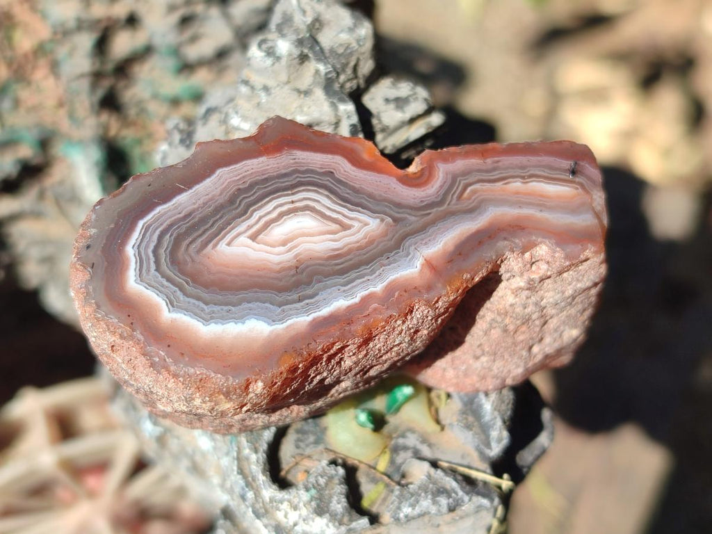 Polished One Side Red Shashe River Agate Nodules x 12 From Shashe River, Zimbabwe - Toprock Gemstones and Minerals 