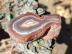 Polished One Side Red Shashe River Agate Nodules x 12 From Shashe River, Zimbabwe - Toprock Gemstones and Minerals 