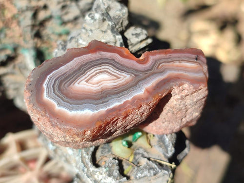 Polished One Side Red Shashe River Agate Nodules x 12 From Shashe River, Zimbabwe - Toprock Gemstones and Minerals 