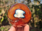 Polished Carnelian Agate Gemstone Spheres x 2 From Madagascar - Toprock Gemstones and Minerals 