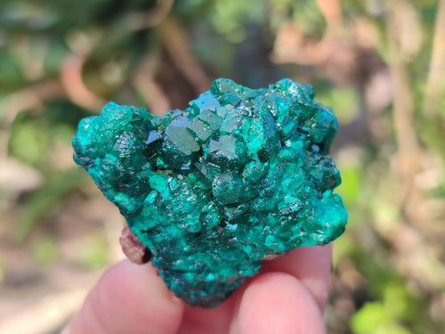 Natural Small Dioptase on Dolomite Specimens x 12 From Mashamba East Mine, Congo - Toprock Gemstones and Minerals 