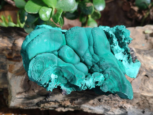 Natural Botryoidal Malachite Specimens x 6 From Congo - Toprock Gemstones and Minerals 