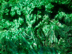 Natural Large Silky Malachite Specimen x 1 From Kasompe, Congo - Toprock Gemstones and Minerals 