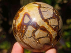 Polished Septerye Spheres x 6 From Mahajanga, Madagascar - Toprock Gemstones and Minerals 