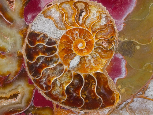 Polished and Cut Large Cleoniceras Ammonite Fossil Pair x 1 From Tulear, Madagascar - Toprock Gemstones and Minerals 