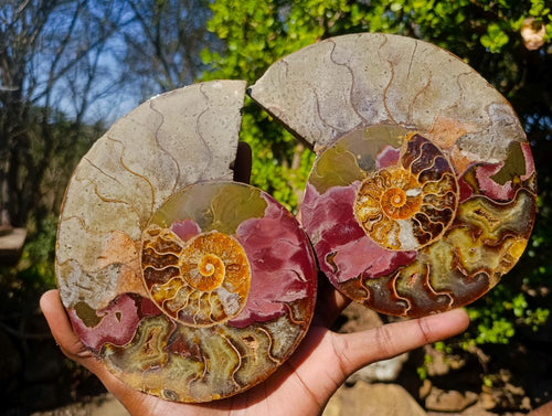 Polished and Cut Large Cleoniceras Ammonite Fossil Pair x 1 From Tulear, Madagascar - Toprock Gemstones and Minerals 