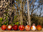 Polished and Natural Carnelian Agate Gemstone Spheres x 7 From Madagascar - Toprock Gemstones and Minerals 
