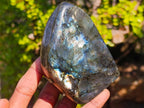 Polished Spectrolite Labradorite Standing Display Pieces x 6 From Madagascar - Toprock Gemstones and Minerals 