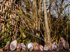 Polished One Side Red Shashe River Agate Nodules x 12 From Shashe River, Zimbabwe - Toprock Gemstones and Minerals 