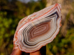 Polished One Side Red Shashe River Agate Nodules x 12 From Shashe River, Zimbabwe - Toprock Gemstones and Minerals 
