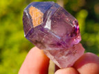 Natural Window Amethyst Crystal x 70 From Chiredzi, Zimbabwe - Toprock Gemstones and Minerals 