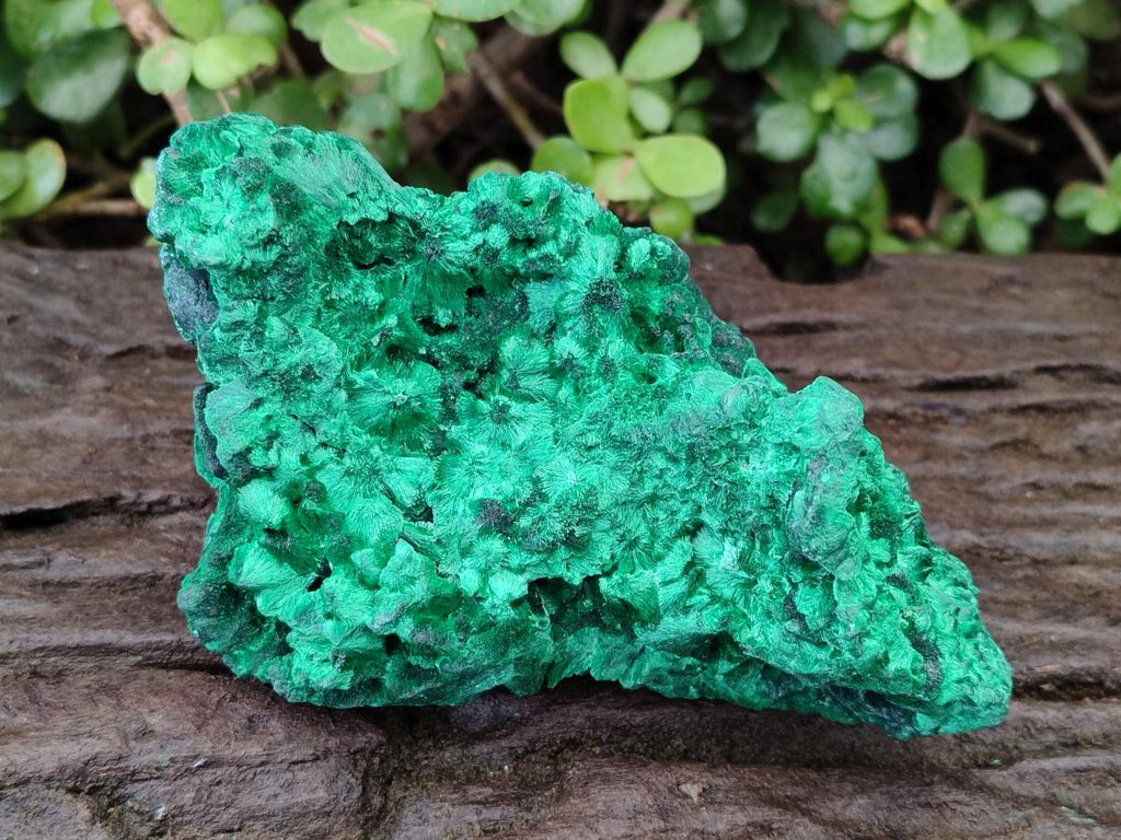 Natural Large Cabinet Size Silky Malachite Specimen x 1 From Kasompe, Congo - Toprock Gemstones and Minerals 