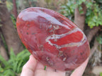 Polished Red Podocarpus Petrified Wood Standing Display Pieces x 2 From Mahajanga, Madagascar - Toprock Gemstones and Minerals 