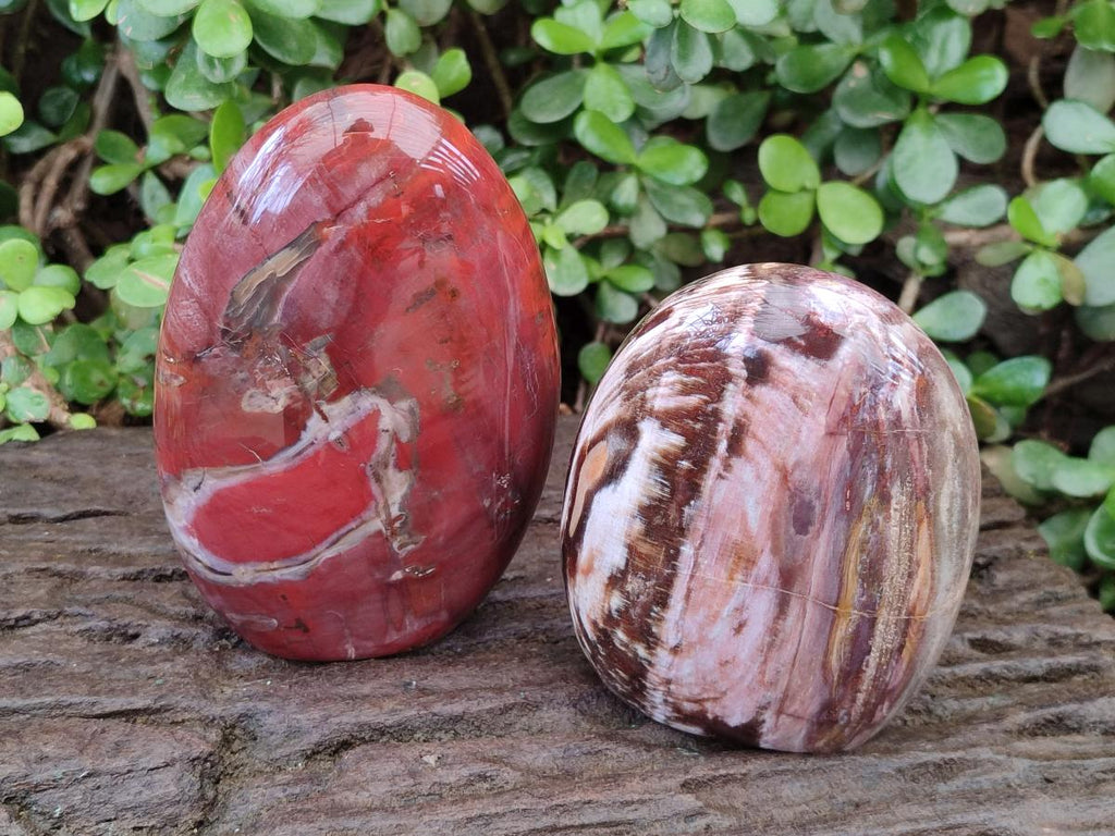 Polished Red Podocarpus Petrified Wood Standing Display Pieces x 2 From Mahajanga, Madagascar - Toprock Gemstones and Minerals 
