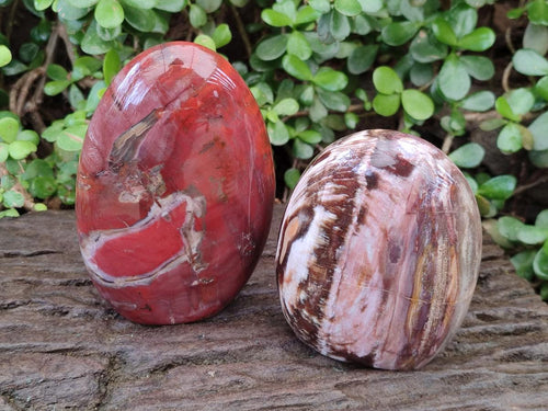 Polished Red Podocarpus Petrified Wood Standing Display Pieces x 2 From Mahajanga, Madagascar - Toprock Gemstones and Minerals 