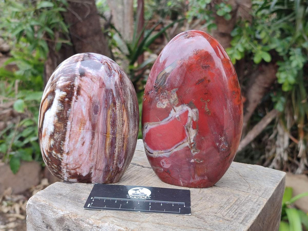 Polished Red Podocarpus Petrified Wood Standing Display Pieces x 2 From Mahajanga, Madagascar - Toprock Gemstones and Minerals 