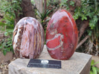 Polished Red Podocarpus Petrified Wood Standing Display Pieces x 2 From Mahajanga, Madagascar - Toprock Gemstones and Minerals 