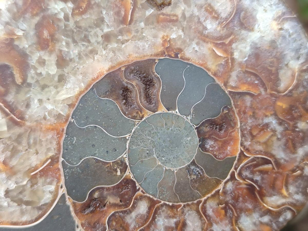 Polished and Natural Opalized Cleoniceras Ammonite Fossil Pairs x 2 From Tulear, Ma - Toprock Gemstones and Minerals 