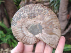 Polished and Natural Opalized Cleoniceras Ammonite Fossil Pairs x 2 From Tulear, Ma - Toprock Gemstones and Minerals 