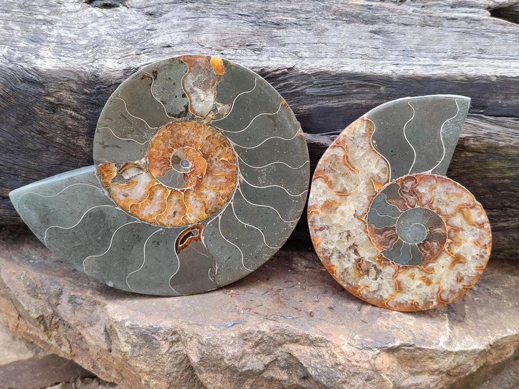 Polished and Natural Opalized Cleoniceras Ammonite Fossil Pairs x 2 From Tulear, Ma - Toprock Gemstones and Minerals 