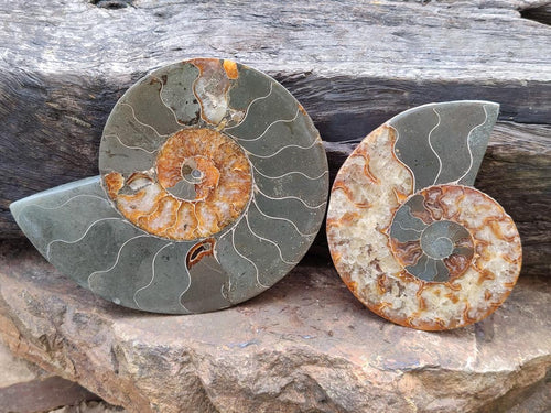 Polished and Natural Opalized Cleoniceras Ammonite Fossil Pairs x 2 From Tulear, Ma - Toprock Gemstones and Minerals 