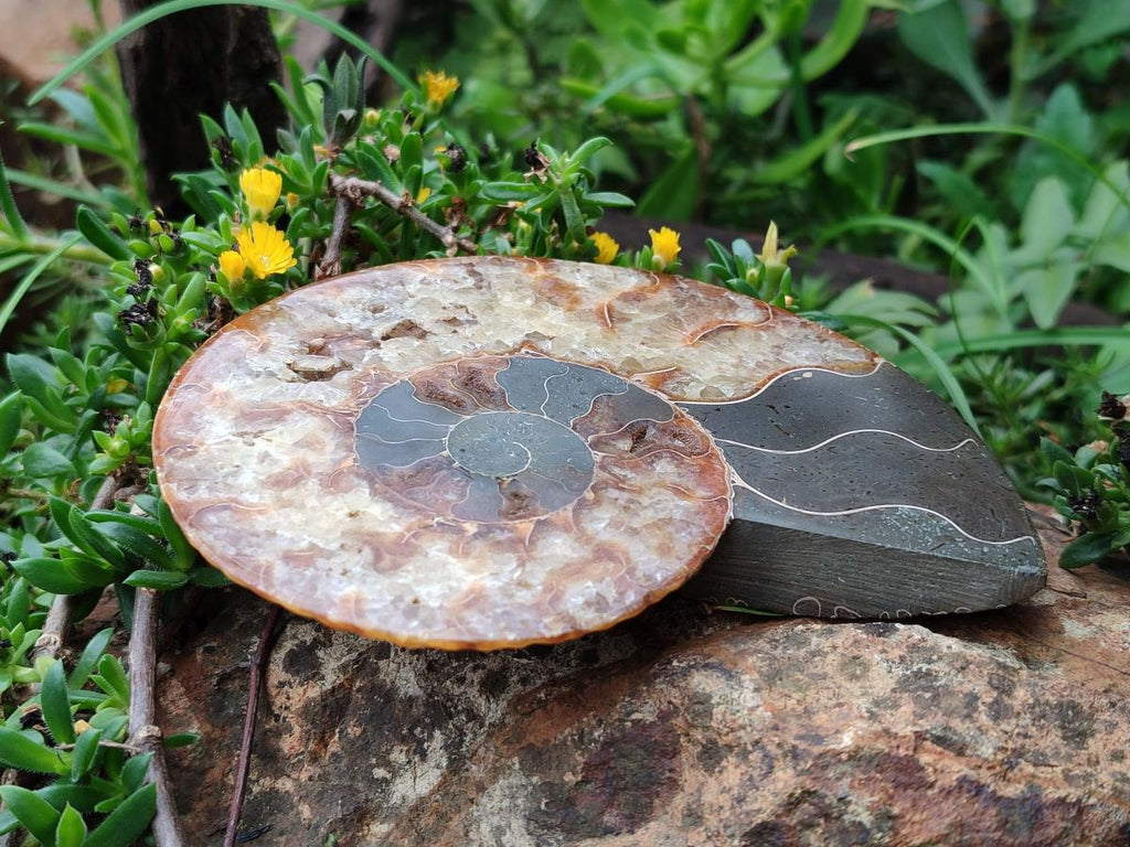 Polished and Natural Opalized Cleoniceras Ammonite Fossil Pairs x 2 From Tulear, Ma - Toprock Gemstones and Minerals 