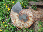 Polished and Natural Opalized Cleoniceras Ammonite Fossil Pairs x 2 From Tulear, Ma - Toprock Gemstones and Minerals 