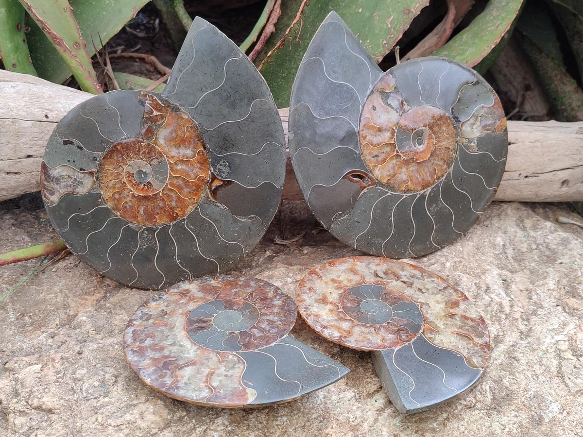 Polished and Natural Opalized Cleoniceras Ammonite Fossil Pairs x 2 From Tulear, Ma - Toprock Gemstones and Minerals 
