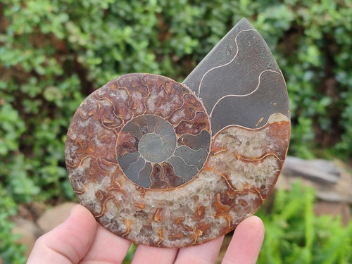 Polished and Natural Opalized Cleoniceras Ammonite Fossil Pairs x 2 From Tulear, Ma - Toprock Gemstones and Minerals 