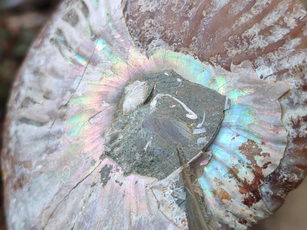 Polished and Natural Opalized Cleoniceras Ammonite Fossil Pairs x 2 From Tulear, Ma - Toprock Gemstones and Minerals 