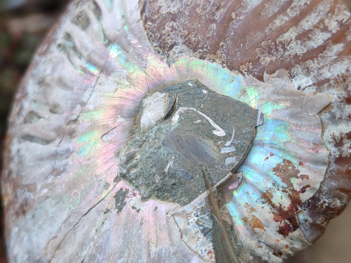 Polished and Natural Opalized Cleoniceras Ammonite Fossil Pairs x 2 From Tulear, Ma - Toprock Gemstones and Minerals 