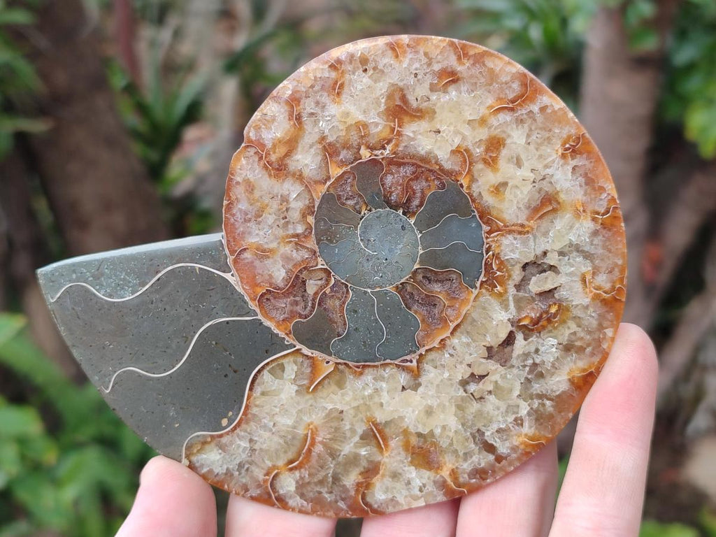 Polished and Natural Opalized Cleoniceras Ammonite Fossil Pairs x 2 From Tulear, Ma - Toprock Gemstones and Minerals 