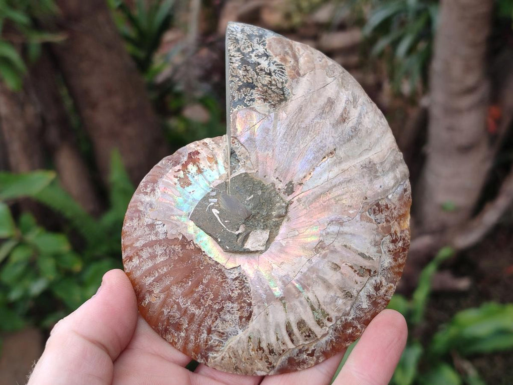 Polished and Natural Opalized Cleoniceras Ammonite Fossil Pairs x 2 From Tulear, Ma - Toprock Gemstones and Minerals 