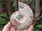 Polished and Natural Opalized Cleoniceras Ammonite Fossil Pairs x 2 From Tulear, Ma - Toprock Gemstones and Minerals 
