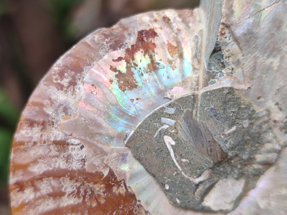 Polished and Natural Opalized Cleoniceras Ammonite Fossil Pairs x 2 From Tulear, Ma - Toprock Gemstones and Minerals 